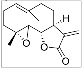 小白菊内酯